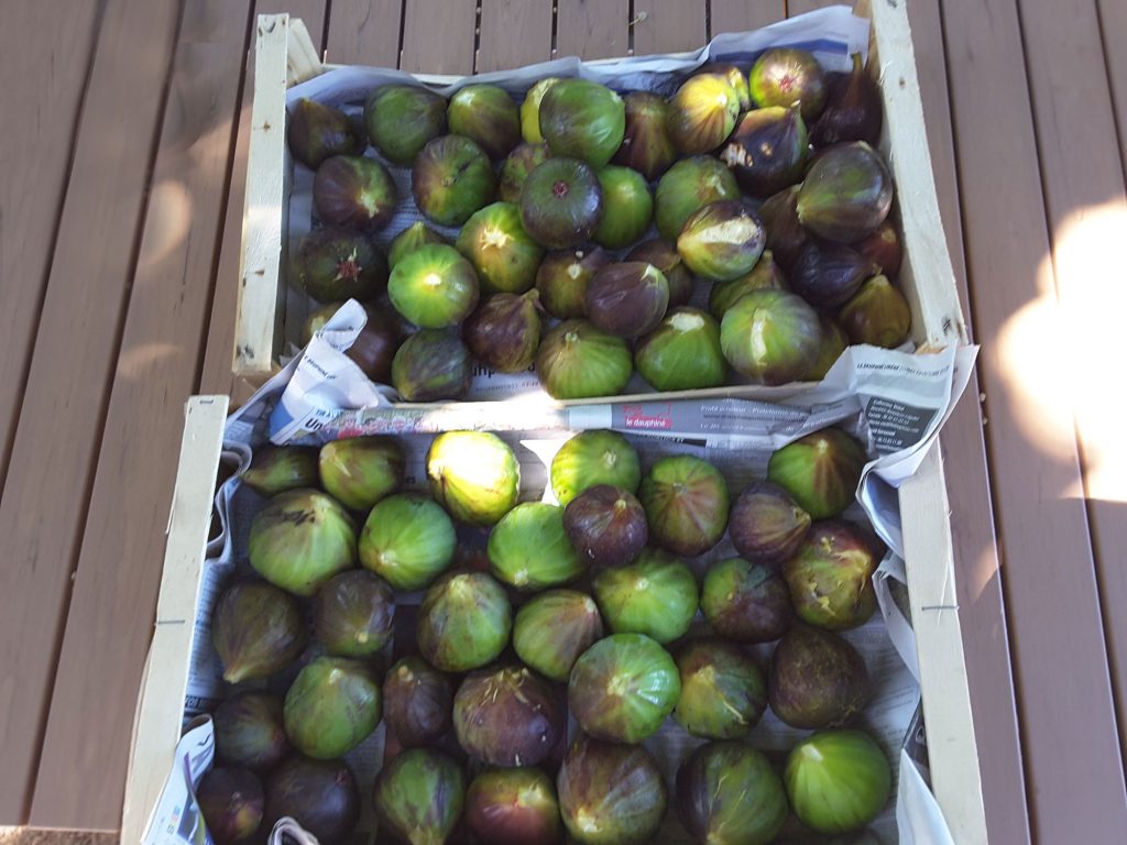 figues