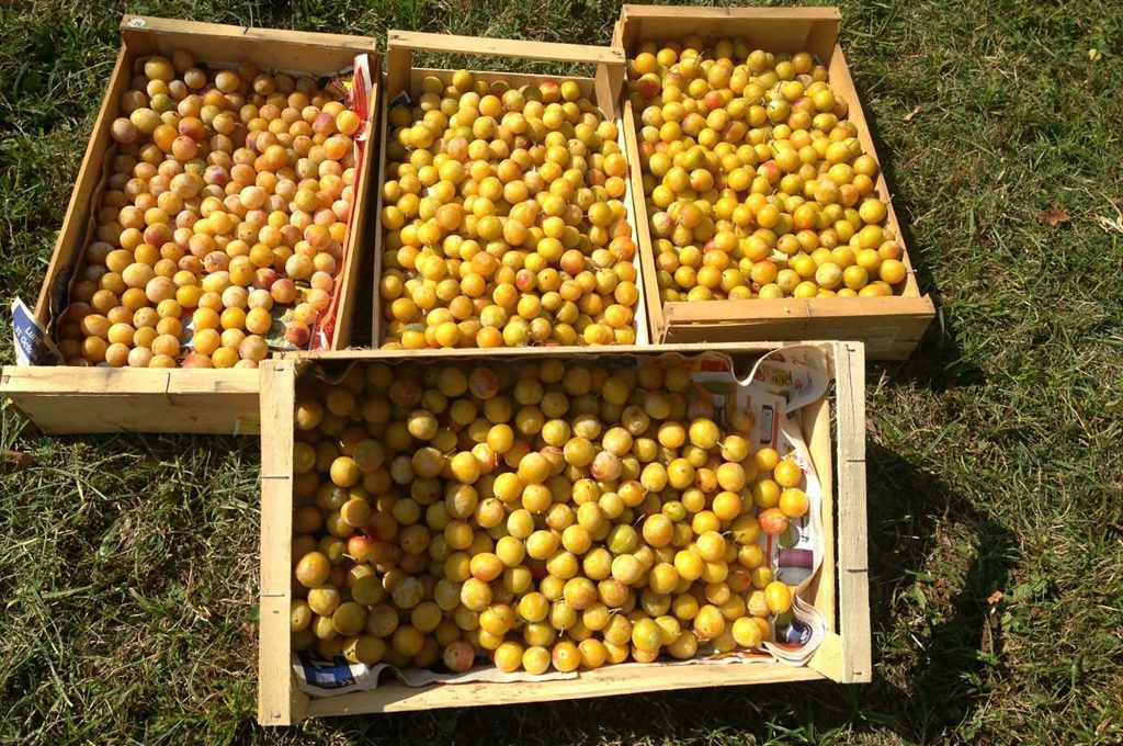 mirabelles
